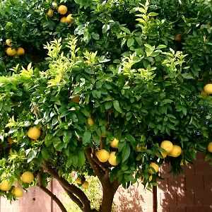 3* Pensjonat Lemon Tree